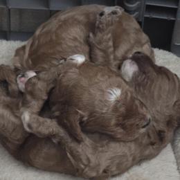 Goldendoodle and Labrador Retriever Puppies from Sagebrush Labradors and Doodles