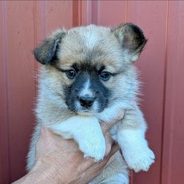 Boy 2 - Sable male Pembroke Welsh Corgi puppy in Clayton, Washington from Smiling J Ranch Corgis