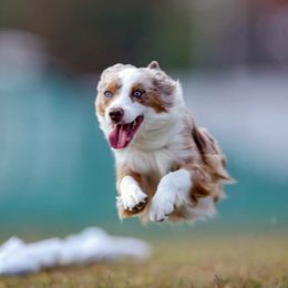 Blondie - Miniature Australian Shepherd