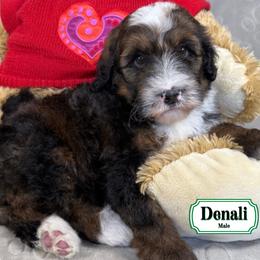Denali - Sable male Bernedoodle puppy in Milan, Indiana from Doodles & Spice