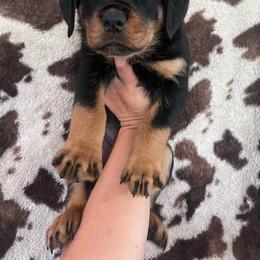 Red - Black and mahogany female Rottweiler puppy in Mancelona, Michigan from Nicolle Stone