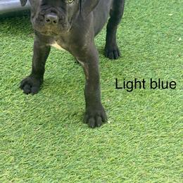 Light Blue - Black brindle female Cane Corso puppy in Homestead, Florida from Sabal Palm Cane Corso