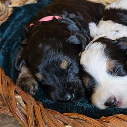 Periwinkle - Phantom female Bernedoodle puppy in Granton, Wisconsin from Rose River Farms