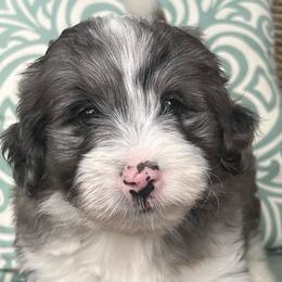 Boy 2 - Blue merle male Aussiedoodle puppy in Scottsboro, Alabama from Lisa’s Curly Puppies