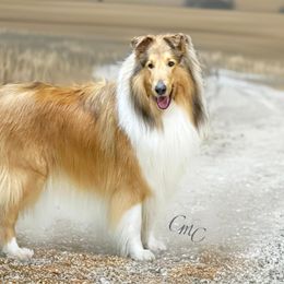 Collie and Shetland Sheepdog All Grown Up from Dueling Pine Ranch