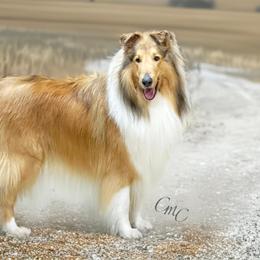Collie and Shetland Sheepdog All Grown Up from Dueling Pine Ranch