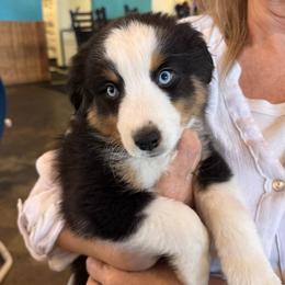 Flint - Black tri male Miniature American Shepherd puppy in Phoenix, Arizona from Outlaw Minis