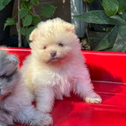 Bear - Cream male Pomeranian puppy in Stockton, California from lunas_poms