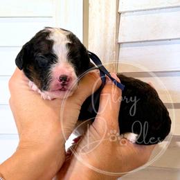 Woody - Blue - Sable male Bernedoodle puppy in Rockwall, Texas from Glory Doodles