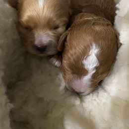 Bernedoodles, Cavapoos, and Goldendoodles from Golden Coast Doodles