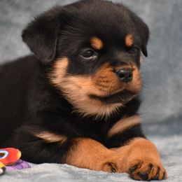 Darlin - Black and mahogany female Rottweiler puppy in Catawissa, Pennsylvania from Sharp Ridge Rottweilers