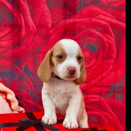 Yellow Collar-Lucky - Red and white male Beagle puppy in Las Vegas, Nevada from Hound Kings