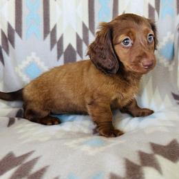 Girl 2 - Red female Dachshund puppy in Oklahoma from DRB Dachshunds