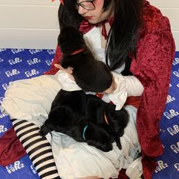 German Shepherd Puppies from Devon Rugerio's German Shepherds