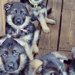 German Shepherds from Flood Farm German Shepherds