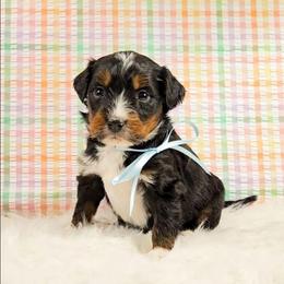 Olaf - Tri-color male Bernedoodle puppy in Russell Springs, Kentucky from 270 Doodles