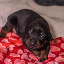 Lime Boy - Black and rust male Doberman Pinscher puppy in Shelby, North Carolina from IronBee Dobermans