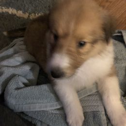 Collie Puppies from Highland Moor Kennel