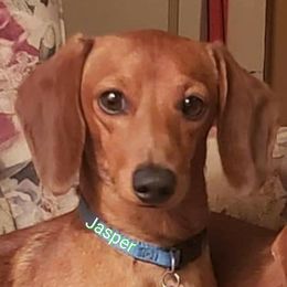Jasper - Dachshund