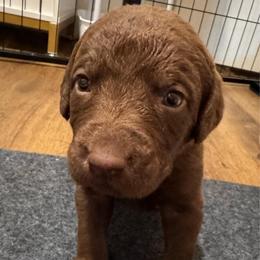 Orange - Dark brown male Chesapeake Bay Retriever puppy in Lewiston, Utah from Bellus Chesapeakes