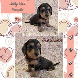 MADISON 4000 - Black and cream female Dachshund puppy in Gatesville, Texas from CJ's Dach Dynasty