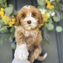 Valentino - Caramel red male Australian Labradoodle puppy in Palmdale, California from Heavenly Doodles