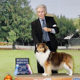 CASSIE - Shetland Sheepdog