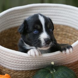 Miniature Australian Shepherd Puppies from Firefly River Mini Aussies