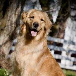 Summer - Golden Retriever