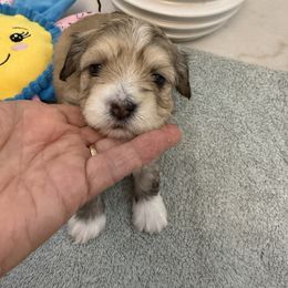 Willow - Red sable female Havanese puppy in Semmes, Alabama from Hayden's Havanese