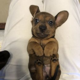 Boy 3 - Chocolate Dachshund puppy in Baton Rouge, Louisiana from Carmen Coon's Dachshunds