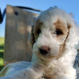 Ryker, goldendoodle F1b - Parti male Goldendoodle puppy in Dickson, Tennessee from Rowan's Rascals