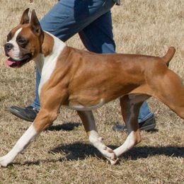 Boxer All Grown Up from Lando Boxers