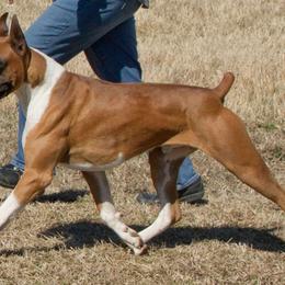 Boxer All Grown Up from Lando Boxers