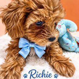 Ritchie - Brown male Maltipoo puppy in Concord, California from Puppy Boutique