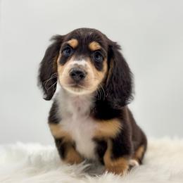 Stetson - Black and cream male Dachshund puppy in Litchfield, Illinois from Charmm Dachshunds