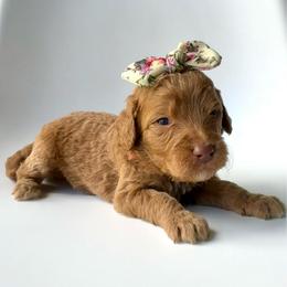 Martini - Apricot female Goldendoodle puppy in Mount Pleasant, Tennessee from Doodle My Heart