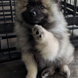 Dark Purple - Black and silver female Keeshond puppy in Fayetteville, Tennessee from Erbekees-Keeshonden