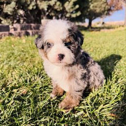 Majestic blue eyes - Blue merle male Bernedoodle puppy in Saint Francis, Kansas from Land of Oz Doodles