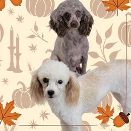 Paisley - Poodle