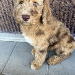 Saint Berdoodle Puppies from Badland St. Berdoodles LLC