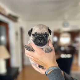 Duke - Fawn male Pug puppy in New Haven, Indiana from Milan Pugs