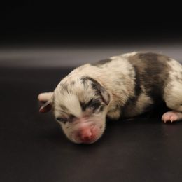 Aspen - Blue merle Miniature Australian Shepherd puppy in Bryan, Texas from Tiny Tail Haven