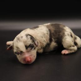 Aspen - Blue merle Miniature Australian Shepherd puppy in Bryan, Texas from Tiny Tail Haven