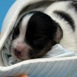 Cheeks - White black and tan male Papillon puppy in Frostproof, Florida from Longwing Kennel