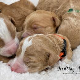 Bernedoodle and Goldendoodle Puppies from Doodling All Day Goldendoodles & Bernedoodles
