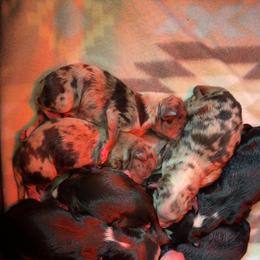 Girl 4-Red Tri - Red tri-color female Australian Shepherd puppy in Mayfield, Kentucky from Hamilton Farms