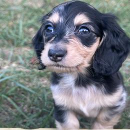 Dachshund Puppies from Weenie Haven