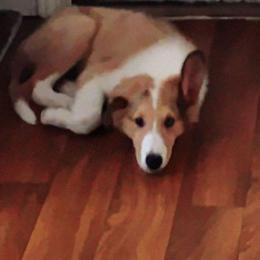 Girl 2 - Sable merle female Collie puppy in Lafayette, Indiana from Katrina's Collies