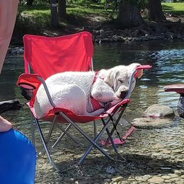 Labrador Retriever Puppies from Texas Finest English Labradors